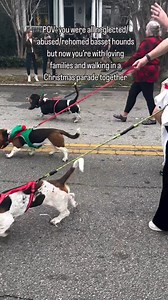 86K views · 3.8K reactions | Forever one of my FAVORITE memories with Tracker. Nothing like seeing rescue dogs in loving homes living their best lives ❤️❤️ #bassethound #bassethounds #bassethoundpuppy #bassethoundlove #bassethoundlife #bassethoundcommunity #bassethoundsofinstagram | Basset Hound Lover | Facebook