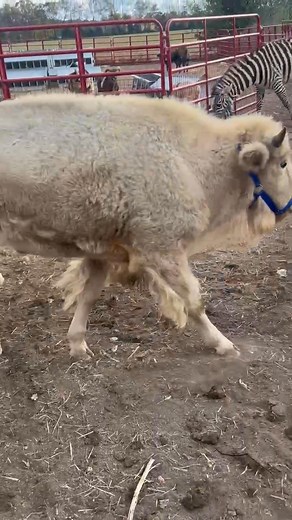 How many of these have y’all seen? 😍 Ahh he’s perfect! (Excuse the other random brats, they’re in the feed pen having a get together apparently) 😂 | Tiffany Marie Gibson