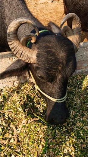 Buffalo farming, Buffalo talaab, Buffalo cartoon, bhains wala cartoon, #buffalo #cow #animals