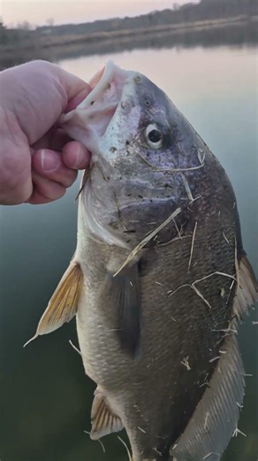 Fishing for Crappie and Catching Drum Fish