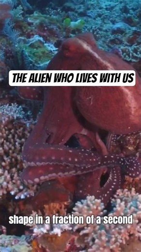 The alien who lives with us
