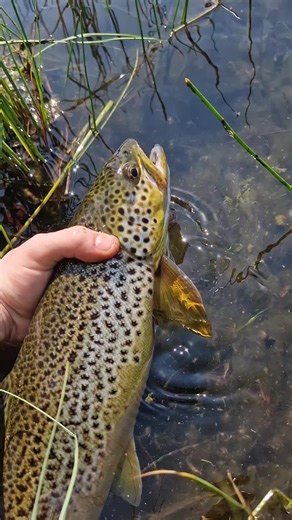 too hot but worth it 🤝🎣#catchandreleasefishing #Scotland #trout #fishing #fyp