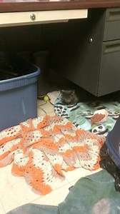 18K views · 132 reactions | Indianapolis Animal Care Services (IACS)...