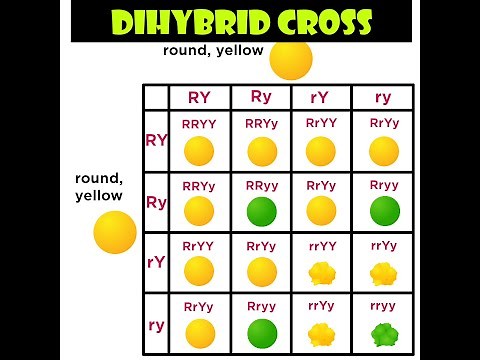 How to solve a Dihybrid cross