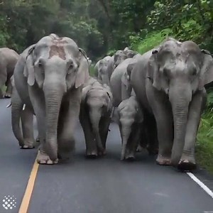 87K views · 4.3K reactions | Incredible video of elephants being elephants! Find your herd and stand strong! #TeamBanana #SaveElephants #LoveAndBananas #asianelephants | Love And Bananas | Facebook