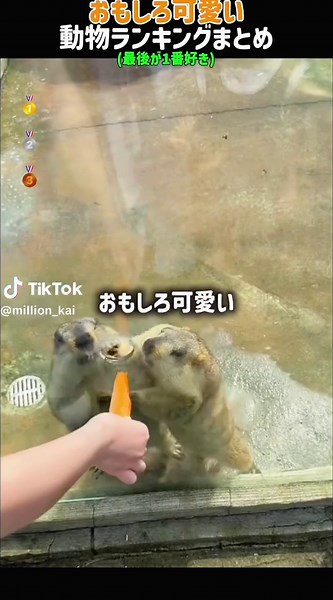 可愛い動物ランキングまとめと癒しの瞬間