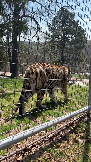 🐅🌿 Chuff was out making his rounds today