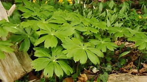 Mayapple Plants For Sale | Buy 1 Get 1 Free