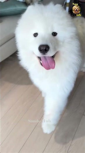 Dogs Doing Human Things Compilation 🤯🐾