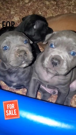 Alexander The Creator on TikTok