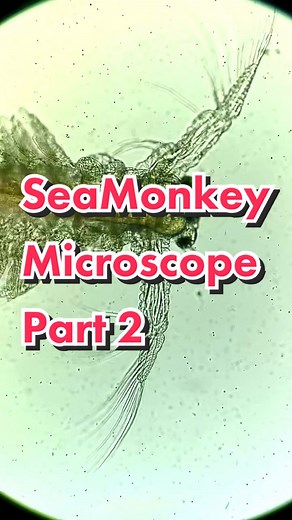 SeaMonkey and Brine Shrimp Under Microscope Update