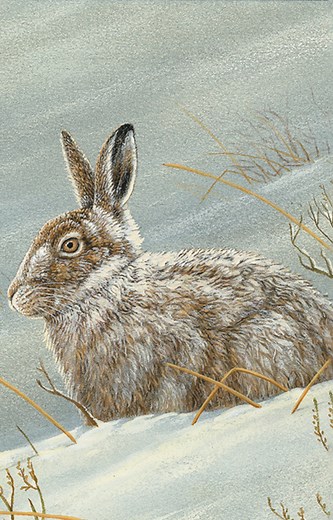 29K views · 913 reactions | I spotted this mountain hare on a snowy mountain top in Scotland and couldn't wait to paint it  #painting #harepainting #wildlifeart #robertefuller #mountainhare | Robert E Fuller | Facebook