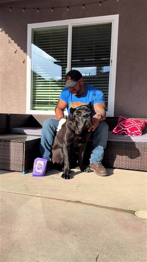 Effortless Cleaning with Pet Glove Wipes