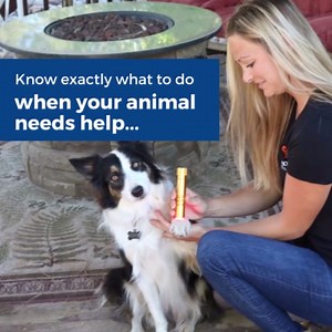 Light Therapy for Dogs: How Red Light Works, an Educational, Reference Guide, Blending Acupoint & Light Therapy to Improve Health, Performance, and Emotional, thru Meridian Systems.: Bryan Owen, Donna Woods: 0195893895342: Amazon.com: Books