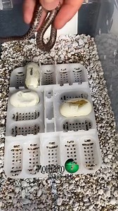 These Children's Python are not okay 😭 #reels #snake #reptiles #animals #fblifestyle #fblifestyle | The Molinaro Snake Lab