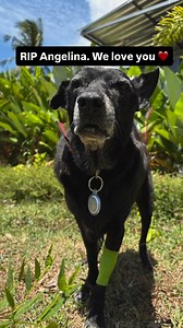 244K views · 19K reactions | Angelina Jolie. The best little singer...