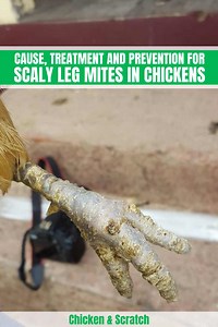 Scaly Leg Mites in Chickens: Cause, Treatment and Prevention