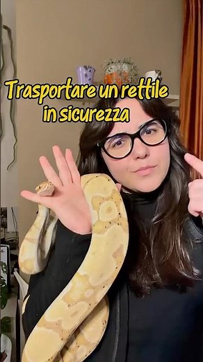 Come trasportare un rettile in sicurezza
