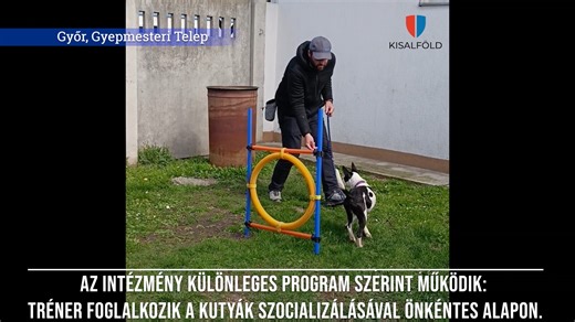 1.7K views · 22 reactions | Az intézmény különleges program szerint működik: tréner foglalkozik a kutyák szocializálásával | kisalfold.hu | Facebook
