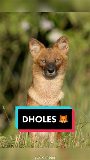 Dhole 🦊 #dhole #wilddog #wilddogs #dholes #dog