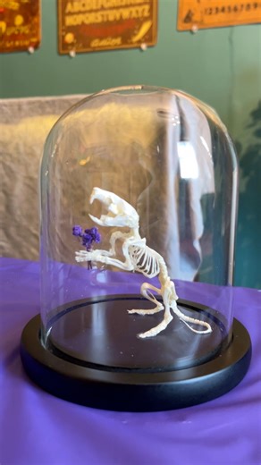 12K views · 157 reactions | More student work! This is from a rat skeleton articulation class I taught at Bazaar Baltimore. I love the simplicity and sweetness of this piece, and how it helps us see an animal like a rat, who is often unloved or misunderstood, in gentler light | Gotham Taxidermy | Facebook