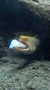 イカを食べるウツボ