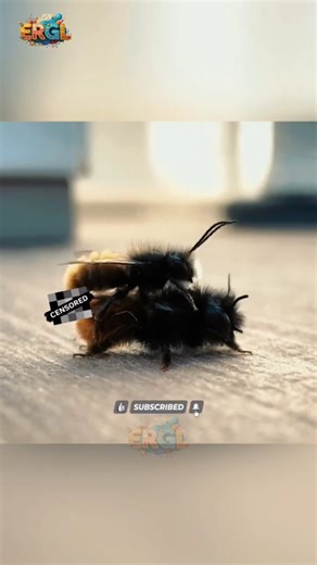 Mason Bee Snail Shell Nest Explained | Nature’s Most Unexpected Home #masonsnail #beefacts #nature