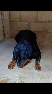Laika de la allusion negra #rottweilerlife #rottweiler #rottweilers_of_instagram #rottweilerpuppy #doglover | Rottweilers De las Colinas