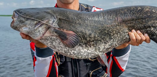 Have you caught a catfish? Online dating can be deceptive