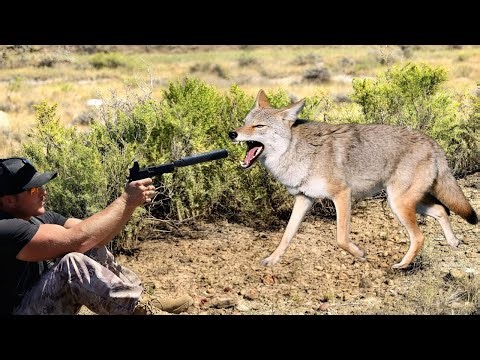 Rare Predator Encounter in the Wild | Deer vs Coyote | Nature Documentary 2025