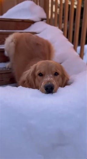 Golden retriever slips and stretches out on stairs 😲