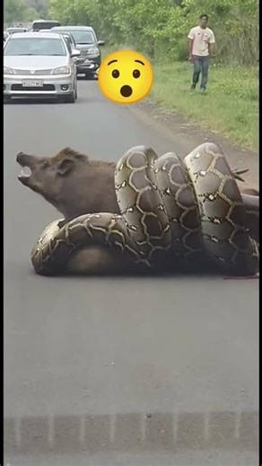 Python vs. Pig Animal fight / Wild Animal fight #animallife #funny #cat