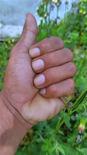 cute and unique insects#insects#unique