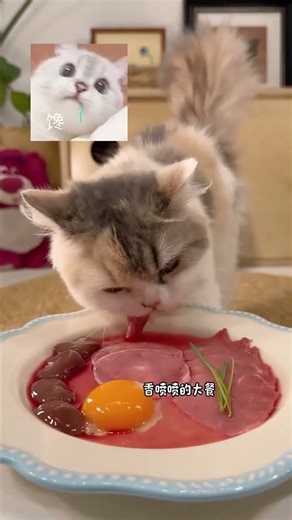 DIY Cat Meal Recipe: Let Your Cat Eat Healthily!
