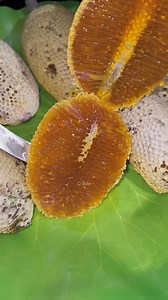 Golden Honeycomb Reveal! | Q Bee