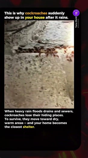 Why Rain Brings Out Cockroaches