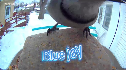 Blue jay time. #birdsoftiktok