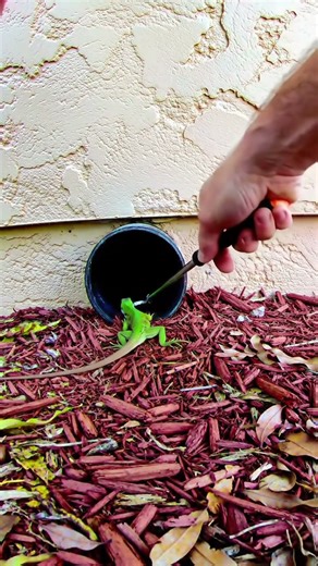 This tiny lizard has some serious anger issues! 😠 #funny