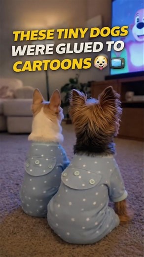 Two tiny dogs watch cartoons like kids 😳🐶📺 Adorable pet moment