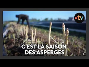 It's asparagus season.