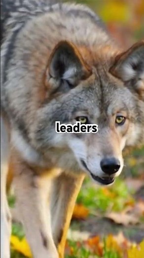 Wolves Feel Grief — This Will Shock You