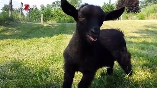 Animals Making Funny Noises - A Funny Animal Sounds Compilation 2016 (2)