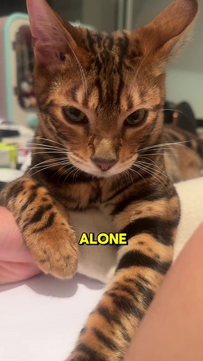 Needy baby 🐱 #toyger #toygercat #cat #cats #catlover #catmemes #catlife #catsofinstagram #meow #catmemes #bagelthemeow #bagelcat #猫 #猫＃猫星人＃猫＃鏟屎官 #鏟屎官日常 #鏟屎官視角 #貓 #貓貓＃毛孩#喵星人 #玩具虎貓 #豹貓#金影貓#金漸層#擼貓