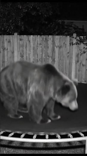 Bear Caught on CCTV Jumping on a Trampoline! | Funny Wildlife Moment