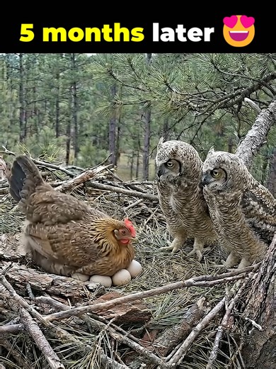 Owl Helps Raise Baby Chickens in Wildlife Rescue