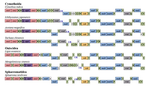 16.基因排布图绘制脚本（基因重排可视化）