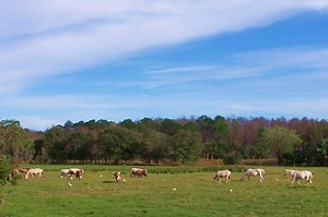 6.1K views · 107 reactions | Take a look at how Forever Florida does Spring Break. Our cattle and horses love beach balls. We look forward to your visit! | Forever Florida | Facebook