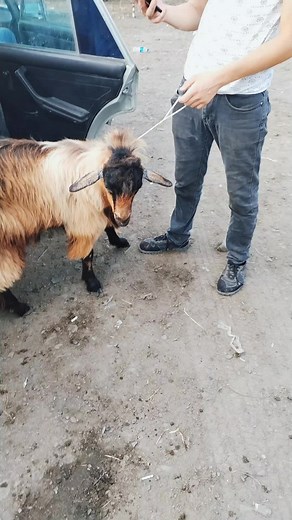 Engaging Moments with a Unique Goat