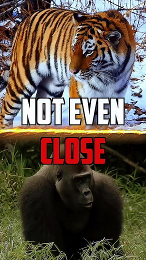 Tiger vs Gorilla — Who Wins? Battle of Strength and Skills