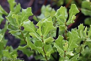 Quercus minima - Alchetron, The Free Social Encyclopedia